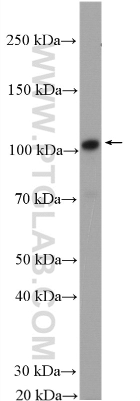 Western Blot (WB) analysis of mouse brain tissue using VPS11 Polyclonal antibody (19140-1-AP)