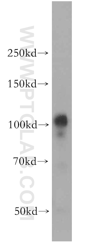 Western Blot (WB) analysis of human heart tissue using VPS11 Polyclonal antibody (19140-1-AP)