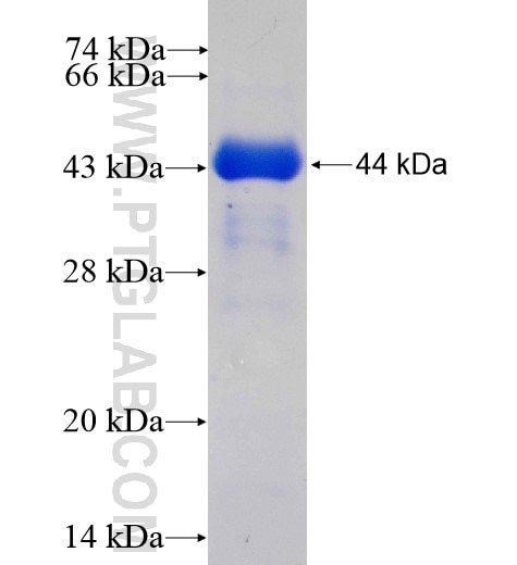 VPS11 fusion protein Ag6227 SDS-PAGE