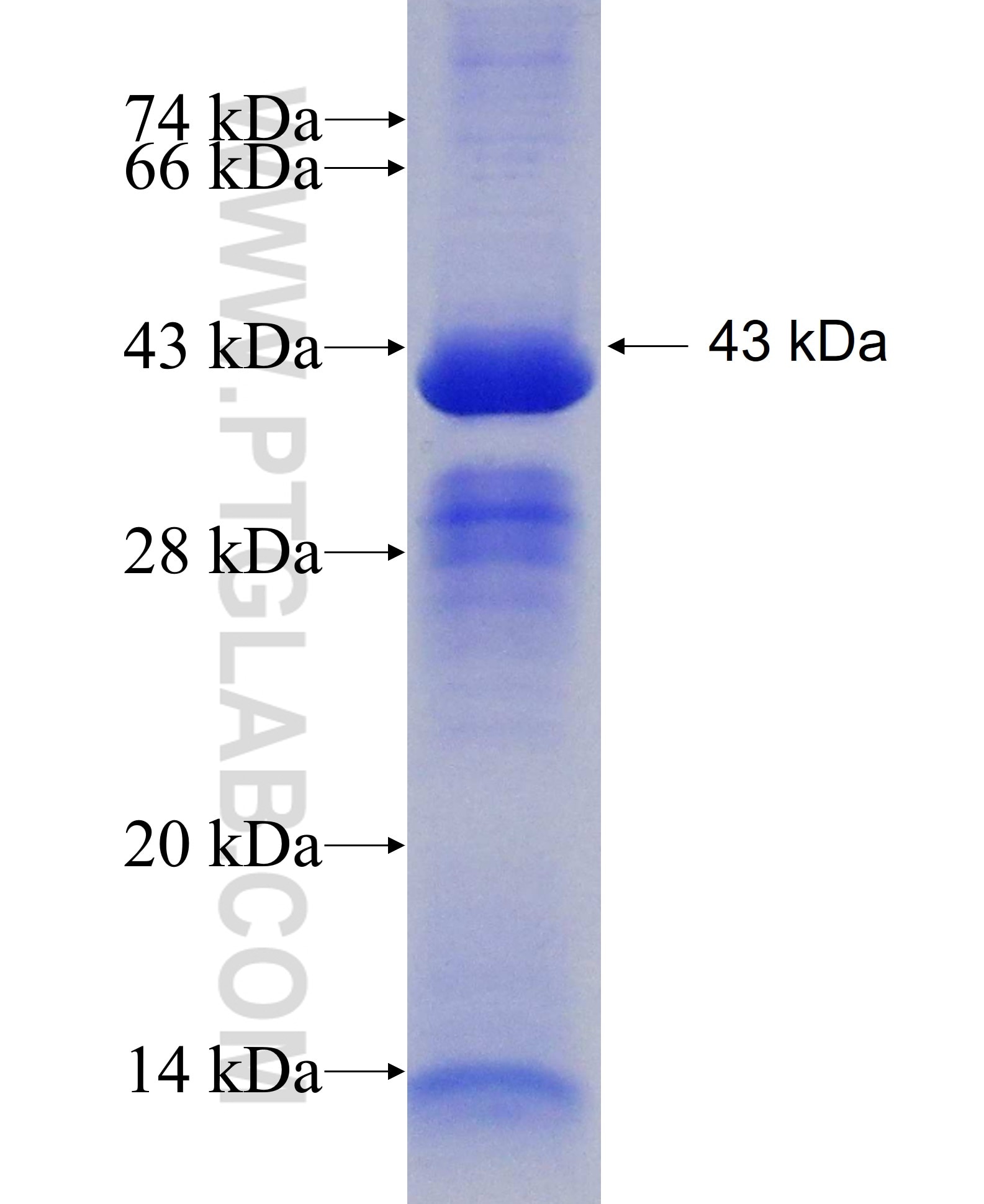 VPS11 fusion protein Ag6227 SDS-PAGE