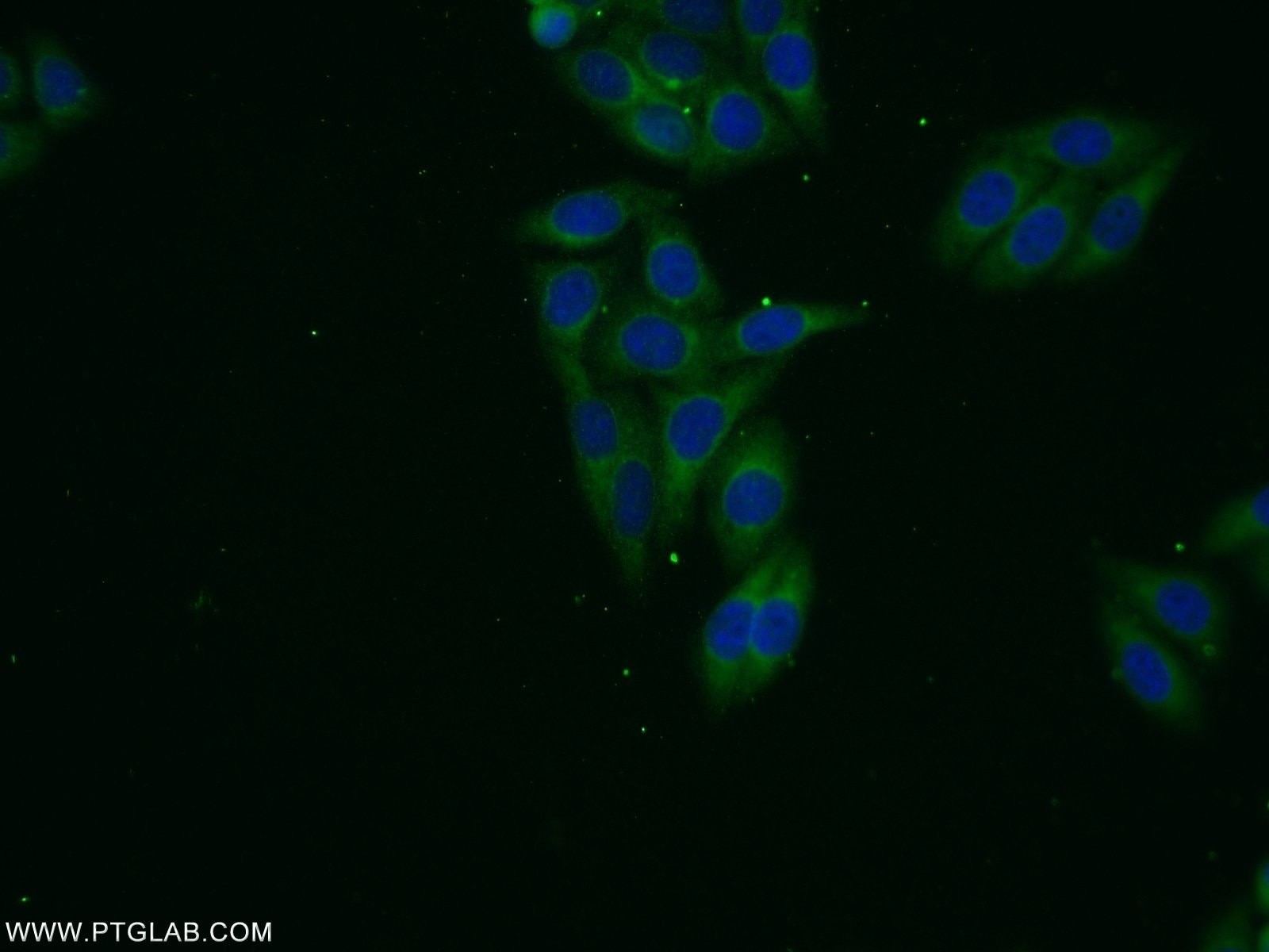 IF Staining of HepG2 using 24505-1-AP