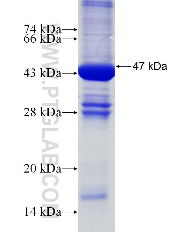 VPS13D fusion protein Ag29933 SDS-PAGE