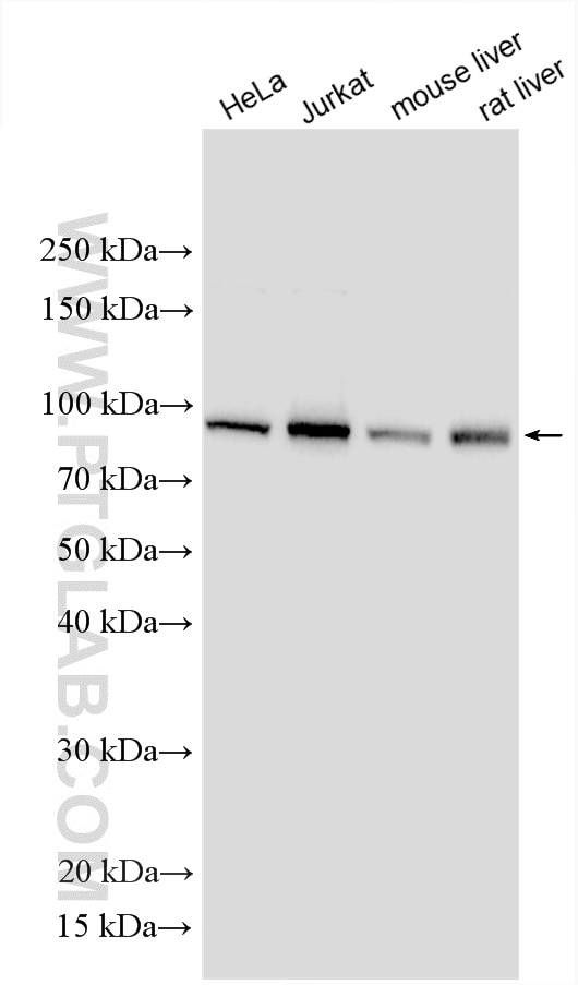 Western Blot (WB) analysis of various lysates using VPS16 Polyclonal antibody (17776-1-AP)
