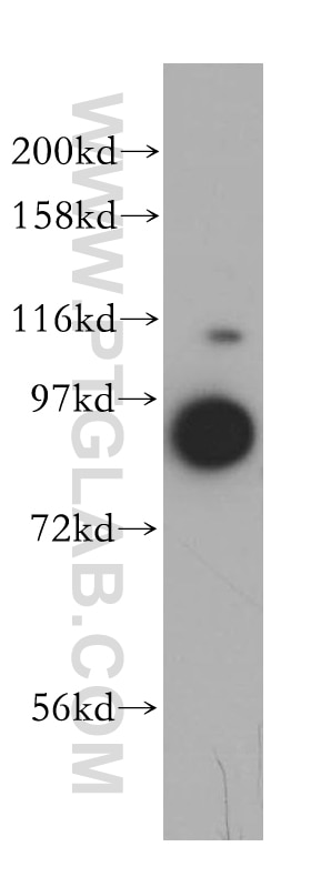 Western Blot (WB) analysis of HepG2 cells using VPS16 Polyclonal antibody (17776-1-AP)