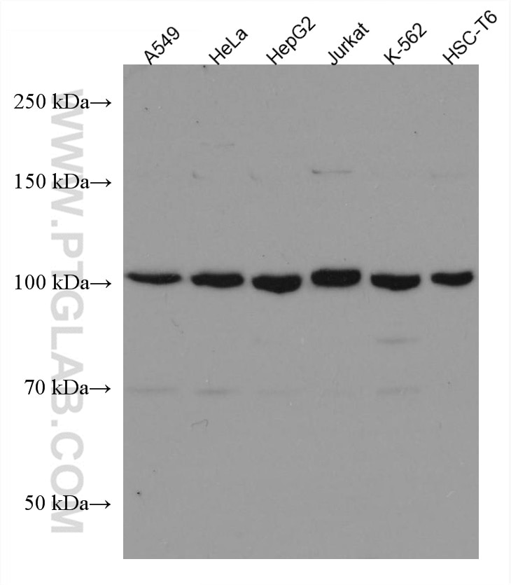 Western Blot (WB) analysis of various lysates using VPS18 Monoclonal antibody (67590-1-Ig)