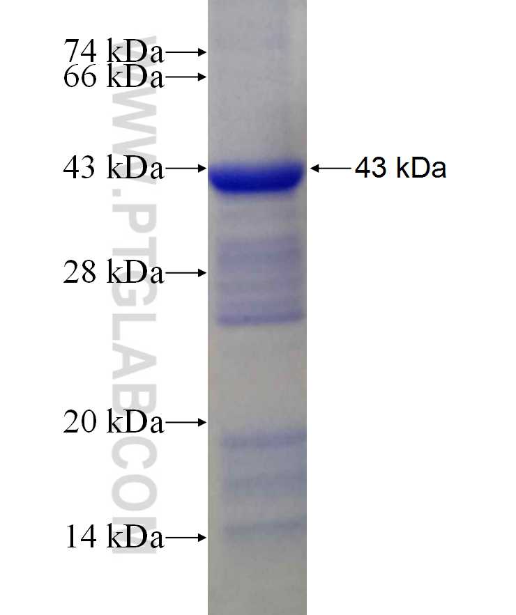 VPS18 fusion protein Ag29954 SDS-PAGE