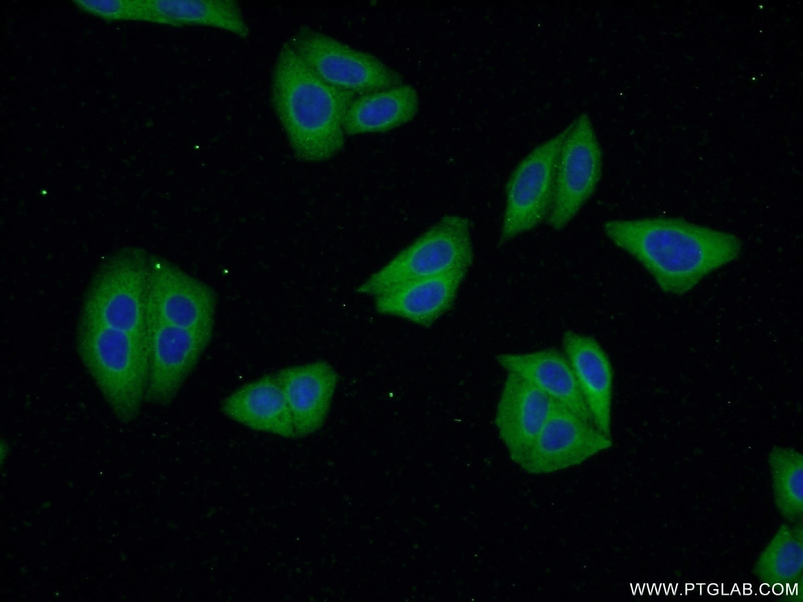 Immunofluorescence (IF) / fluorescent staining of HepG2 cells using VPS24 Polyclonal antibody (15472-1-AP)