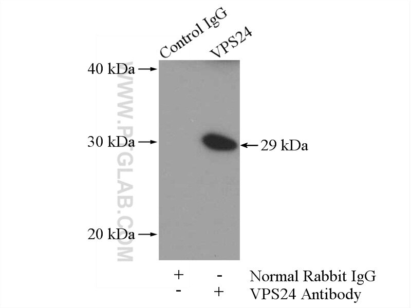 Immunoprecipitation (IP) experiment of HEK-293 cells using VPS24 Polyclonal antibody (15472-1-AP)