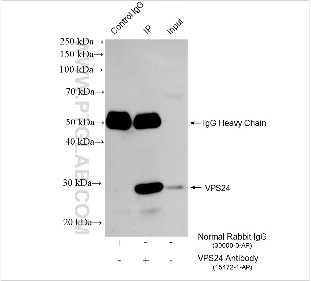 Immunoprecipitation (IP) experiment of L02 cells using VPS24 Polyclonal antibody (15472-1-AP)