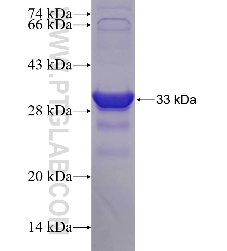 VPS24 fusion protein Ag7623 SDS-PAGE
