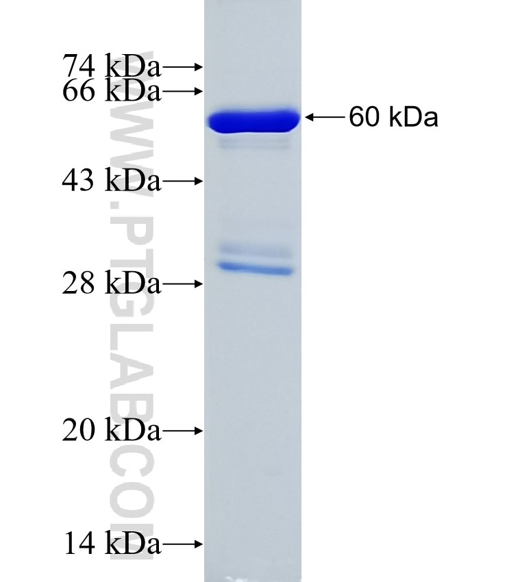 VPS24 fusion protein Ag7776 SDS-PAGE
