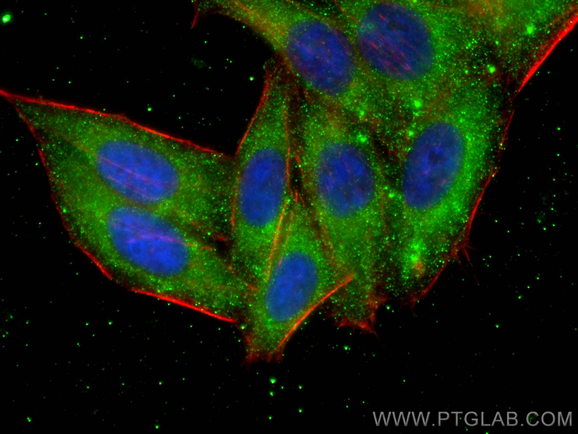 IF Staining of HepG2 using 68197-1-Ig