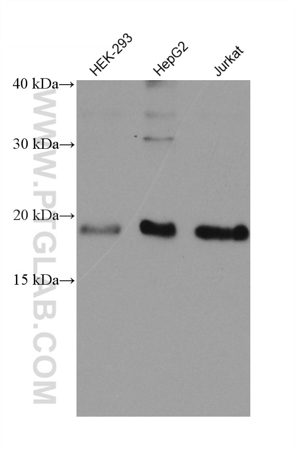 Western Blot (WB) analysis of various lysates using VPS25 Monoclonal antibody (68197-1-Ig)