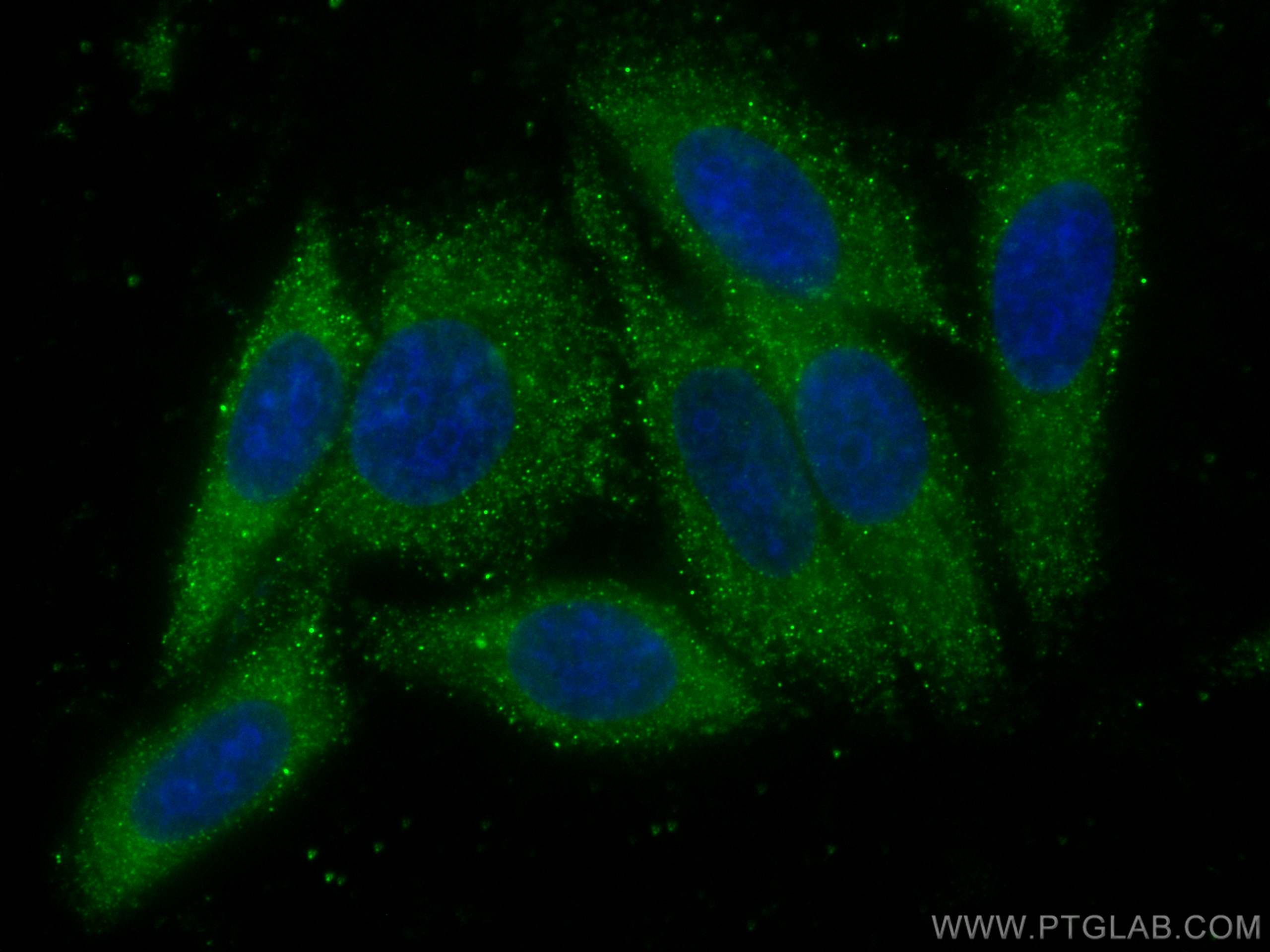 IF Staining of HepG2 using CL488-68197