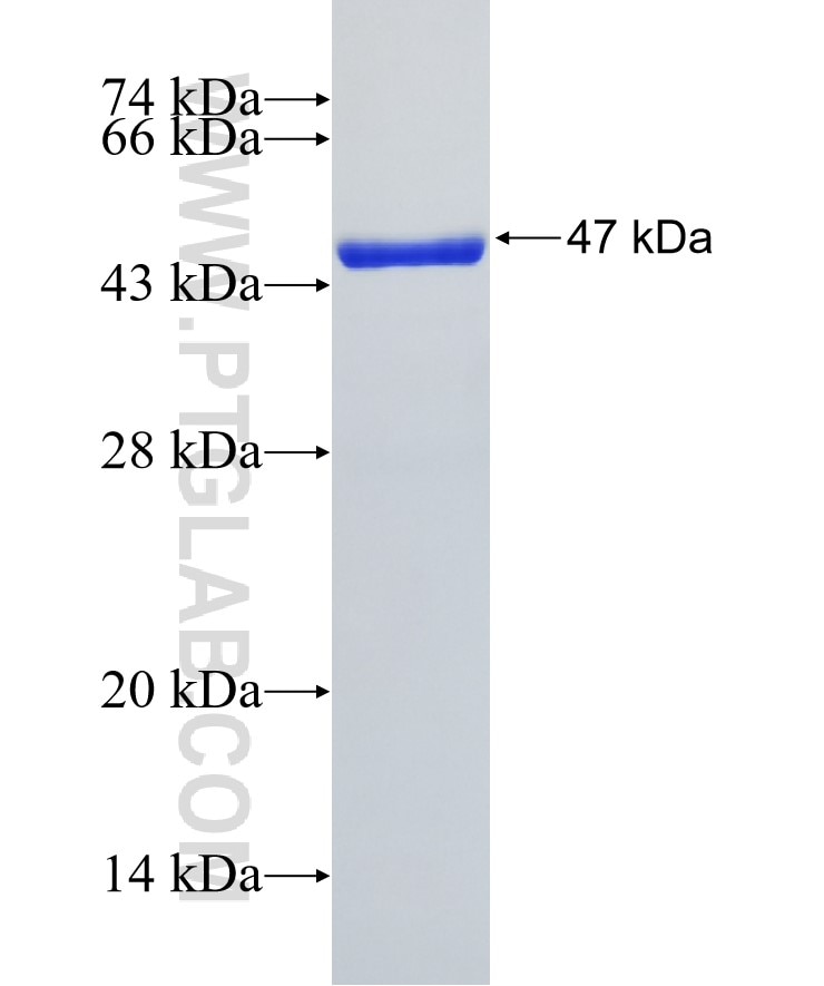VPS25 fusion protein Ag8134 SDS-PAGE
