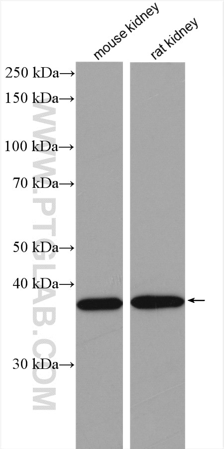 WB analysis using 12804-1-AP