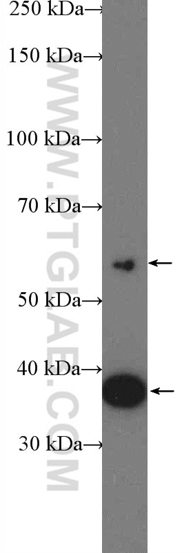 Western Blot (WB) analysis of HEK-293 cells using VPS26A Polyclonal antibody (12804-1-AP)