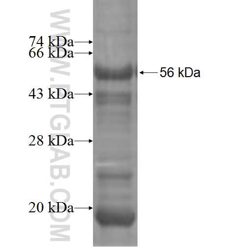 VPS26A fusion protein Ag3391 SDS-PAGE