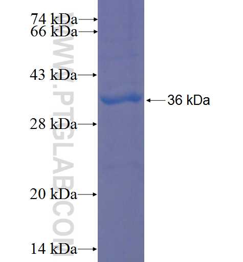 VPS26A fusion protein Ag8297 SDS-PAGE
