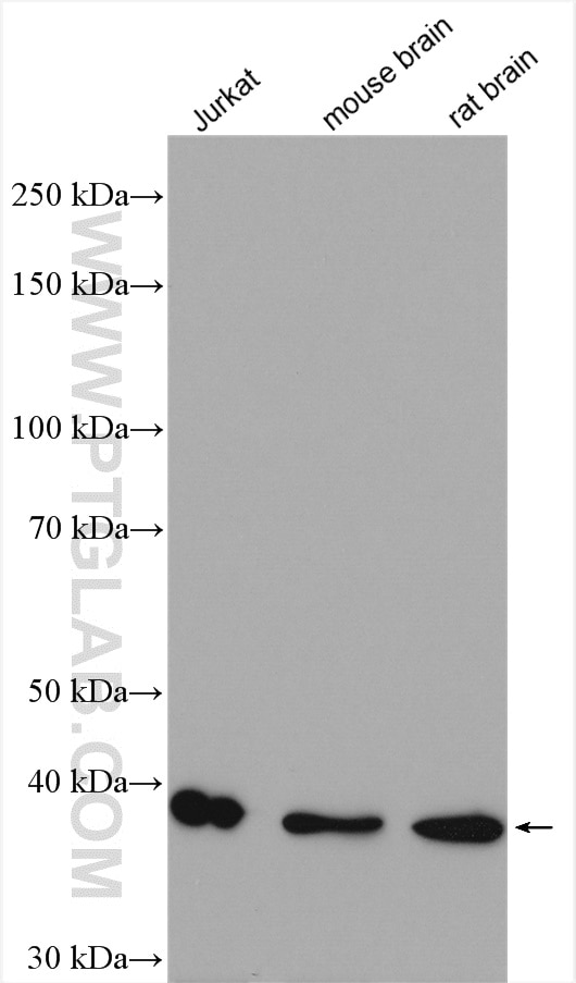 Western Blot (WB) analysis of various lysates using VPS26B Polyclonal antibody (15915-1-AP)