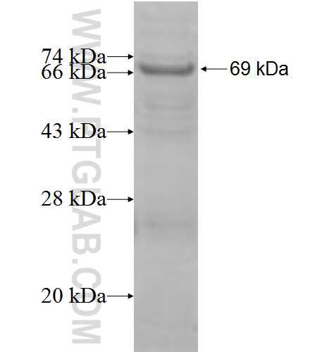VPS26B fusion protein Ag8708 SDS-PAGE