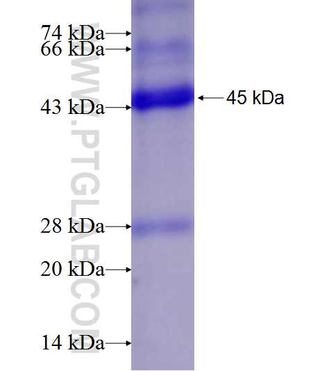 VPS26B fusion protein Ag8929 SDS-PAGE
