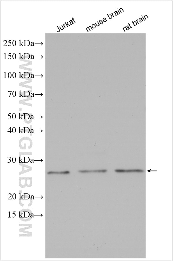 Western Blot (WB) analysis of various lysates using VPS28 Polyclonal antibody (15478-1-AP)