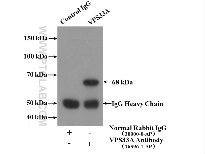 Immunoprecipitation (IP) experiment of HepG2 cells using VPS33A Polyclonal antibody (16896-1-AP)