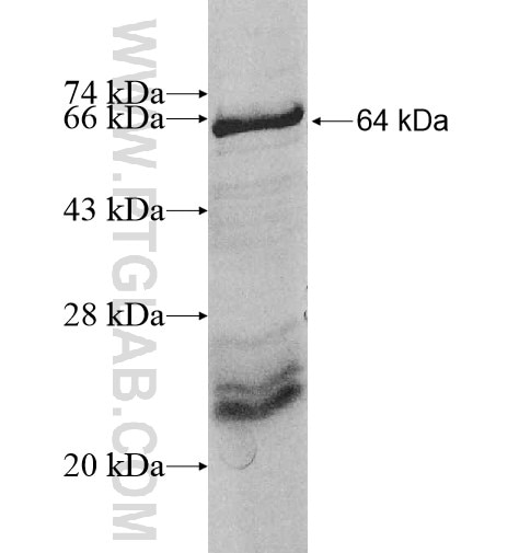 VPS33A fusion protein Ag10422 SDS-PAGE