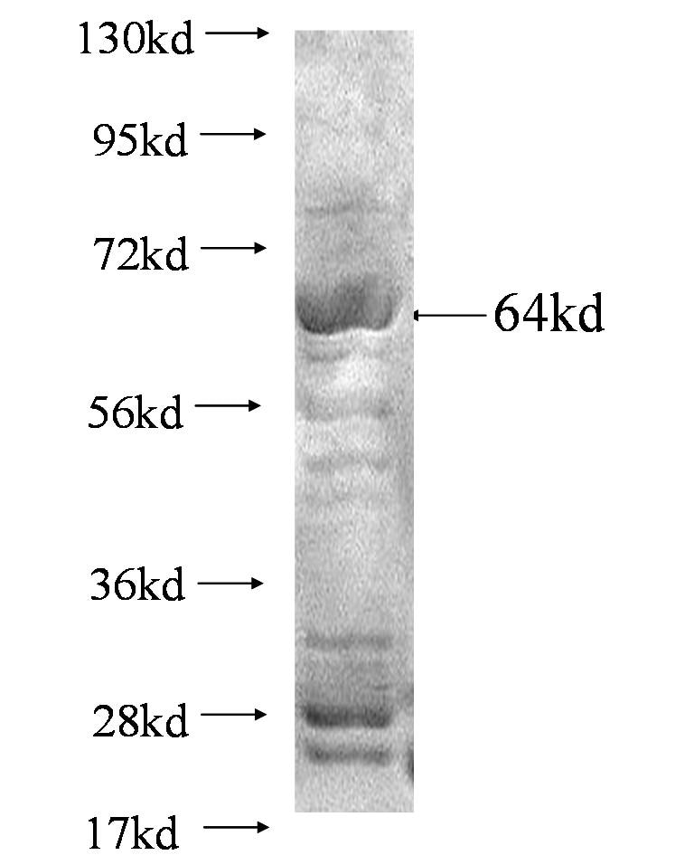 VPS33A fusion protein Ag1382 SDS-PAGE