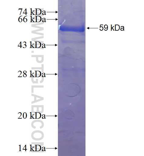 VPS33B fusion protein Ag2833 SDS-PAGE