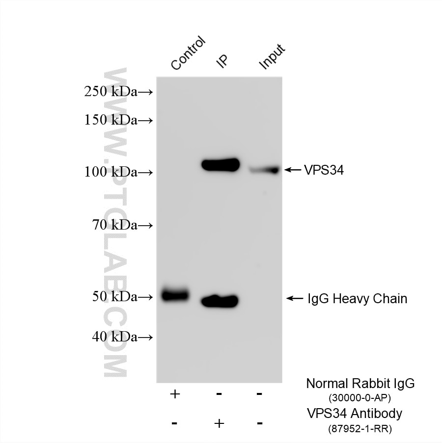IP experiment of PC-3 using 87952-1-RR Immunoprecipitation (IP) experiment of PC-3 cells using VPS34 Recombinant monoclonal antibody (87952-1-RR)
