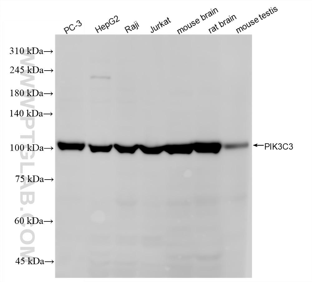 WB analysis using 87952-1-RR Western Blot (WB) analysis of various lysates using VPS34 Recombinant monoclonal antibody (87952-1-RR)