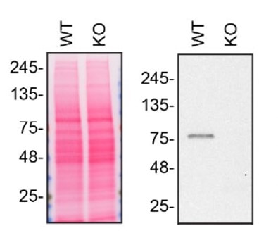 WB analysis of HAP1 using 10236-1-AP