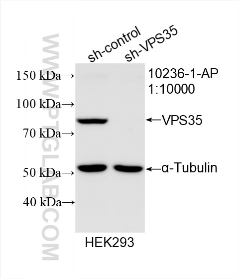 Western Blot (WB) analysis of HEK-293 cells using VPS35 Polyclonal antibody (10236-1-AP)