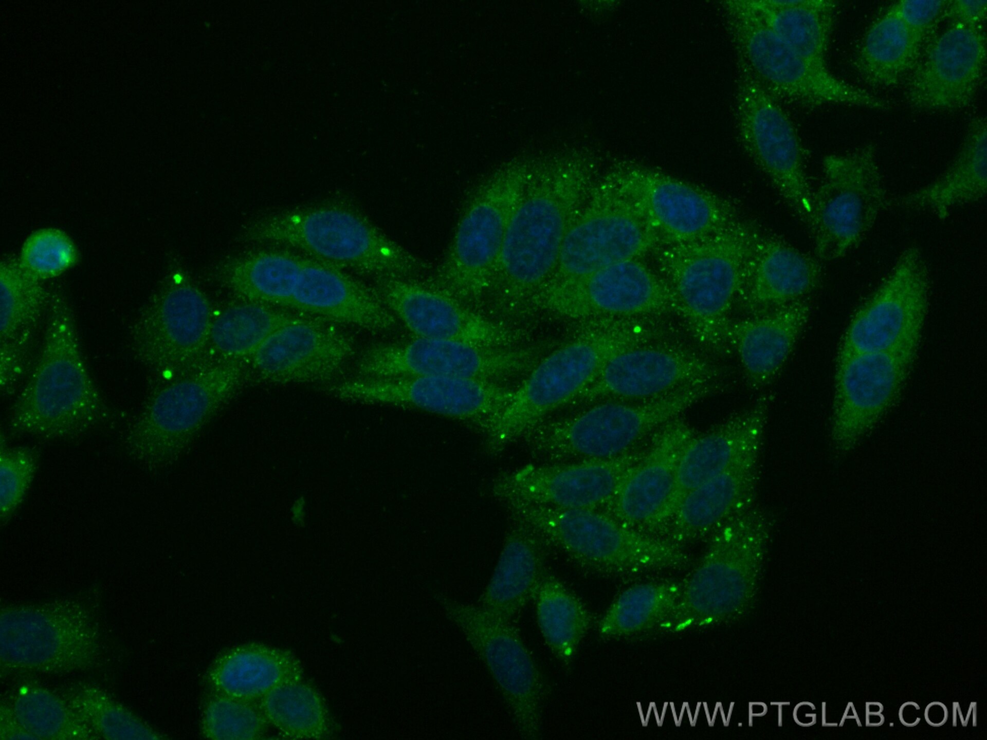 Immunofluorescence (IF) / fluorescent staining of HepG2 cells using CoraLite® Plus 488-conjugated VPS35 Polyclonal ant (CL488-10236)