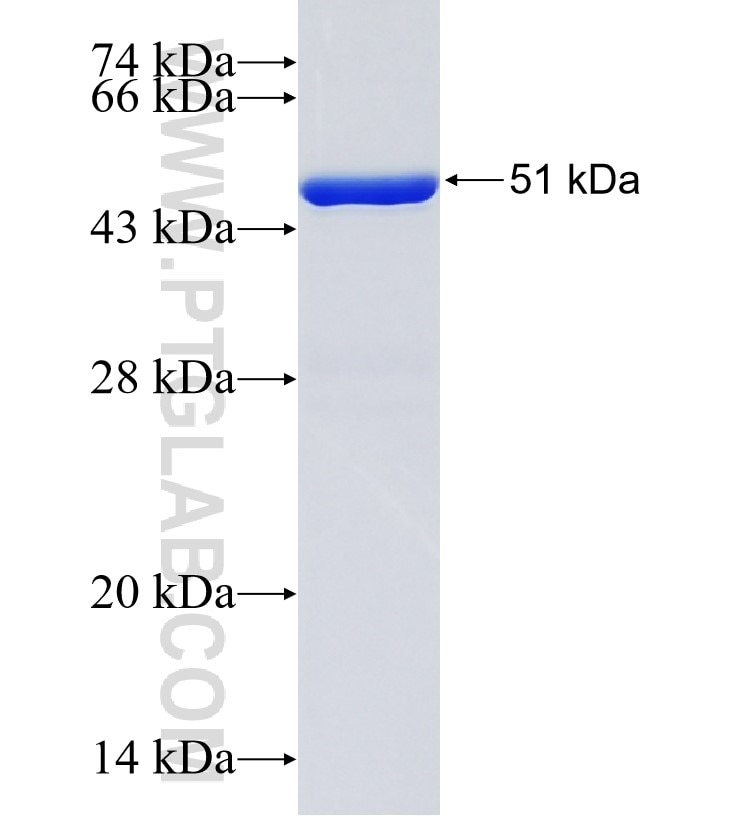 VPS35 fusion protein Ag0333 SDS-PAGE