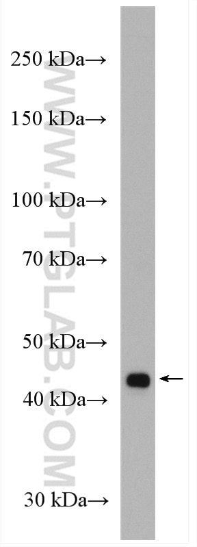 WB analysis of HL-60 using 14262-1-AP