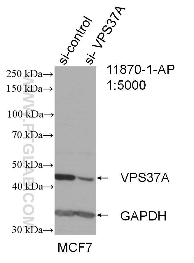 Western Blot (WB) analysis of MCF-7 cells using VPS37A Polyclonal antibody (11870-1-AP)
