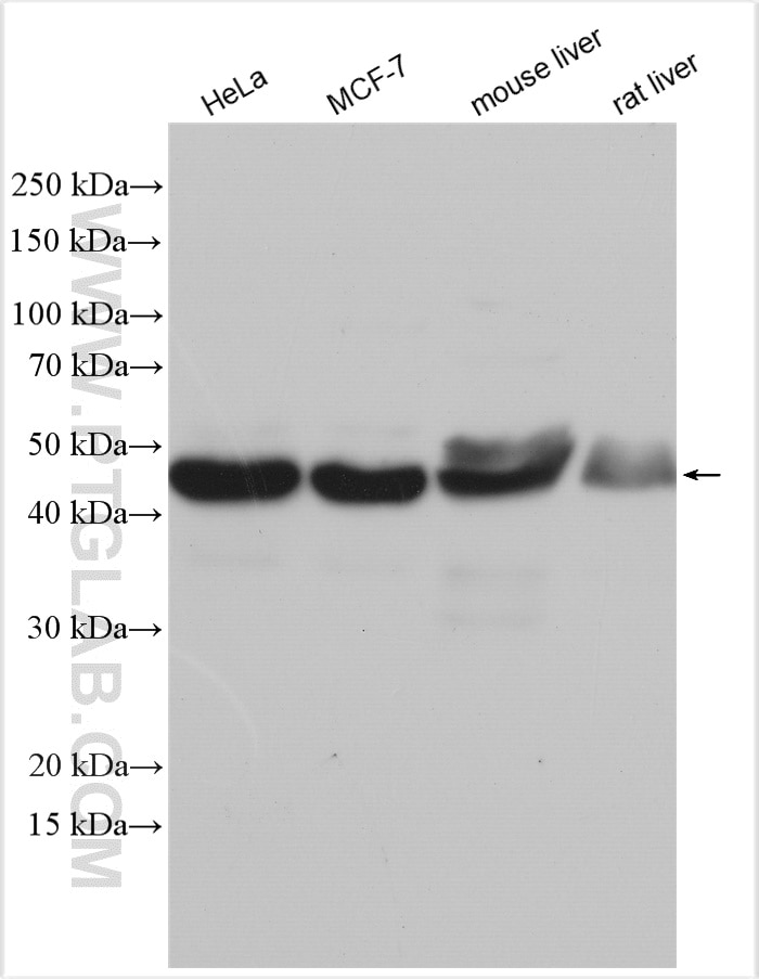 Western Blot (WB) analysis of various lysates using VPS37A Polyclonal antibody (11870-1-AP)