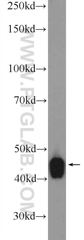 Western Blot (WB) analysis of MCF-7 cells using VPS37A Polyclonal antibody (11870-1-AP)