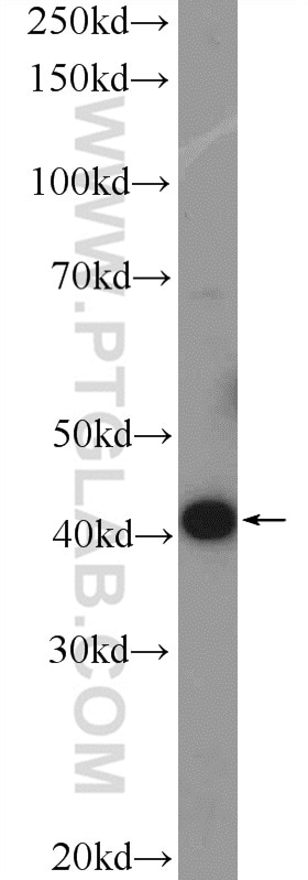 Western Blot (WB) analysis of HeLa cells using VPS37A Polyclonal antibody (11870-1-AP)