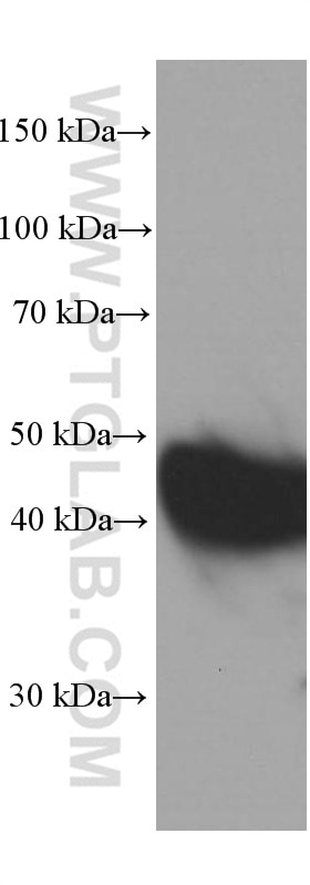 Western Blot (WB) analysis of MCF-7 cells using VPS37A Monoclonal antibody (66327-1-Ig)