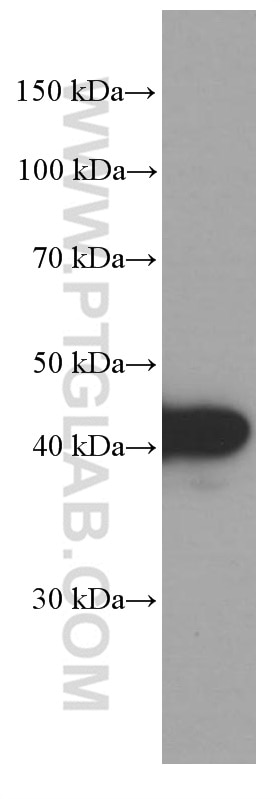 Western Blot (WB) analysis of SW 1990 cells using VPS37A Monoclonal antibody (66327-1-Ig)