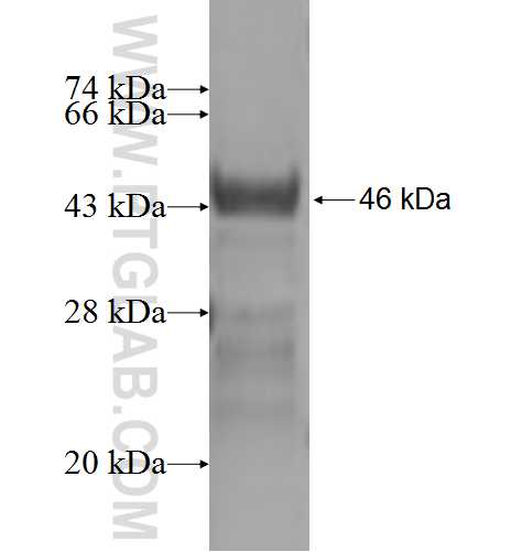 VPS37A fusion protein Ag2453 SDS-PAGE