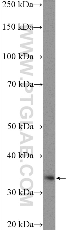 Western Blot (WB) analysis of COLO 320 cells using VPS37B Polyclonal antibody (15653-1-AP)