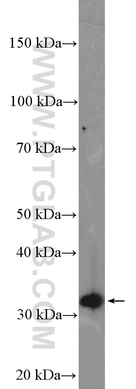 Western Blot (WB) analysis of HeLa cells using VPS37B Polyclonal antibody (15653-1-AP)