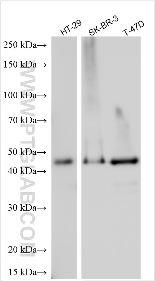 Western Blot (WB) analysis of various lysates using VPS37C Polyclonal antibody (27128-1-AP)