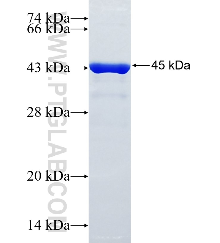 VPS37C fusion protein Ag26024 SDS-PAGE