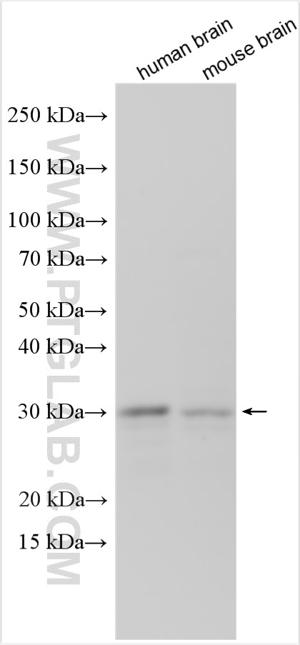 Western Blot (WB) analysis of various lysates using VPS37D Polyclonal antibody (26703-1-AP)